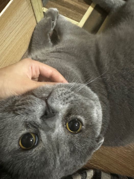 Продается Чистокровный Скотиш Фолд