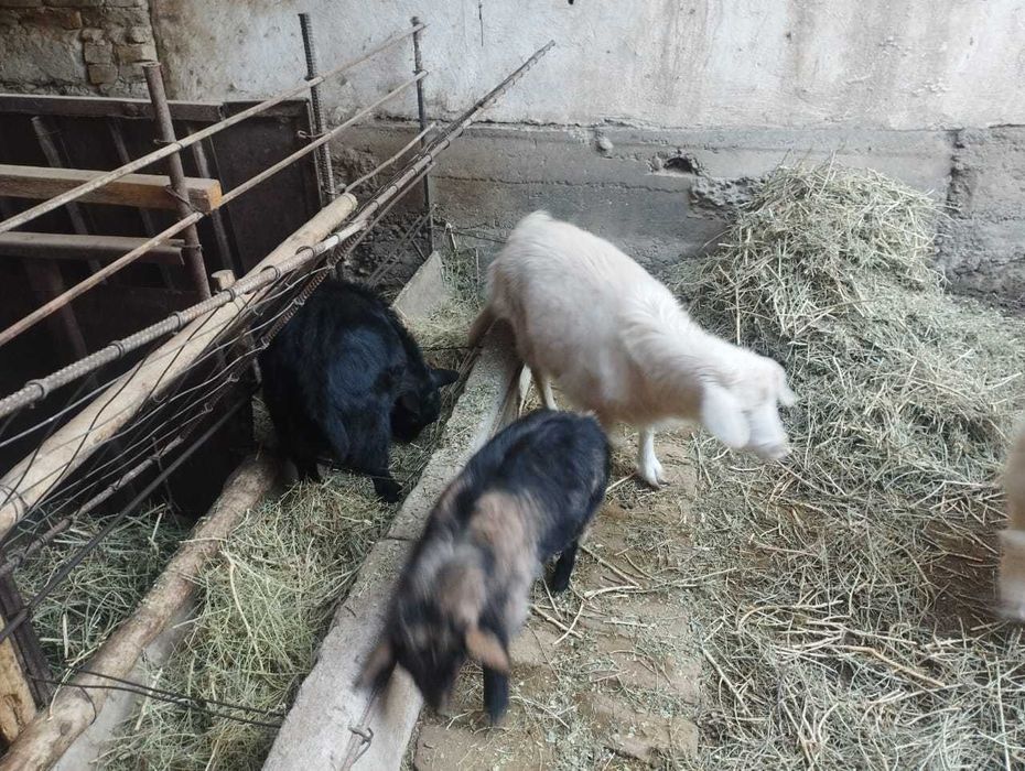 Заанен ешкілері лақтарымен