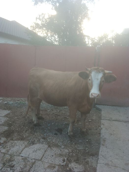 Vând junincă de 2 ani