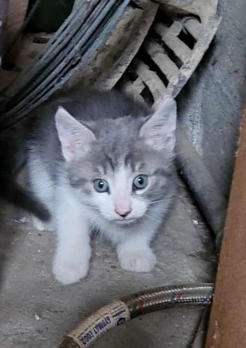 Подаряваме малки котета