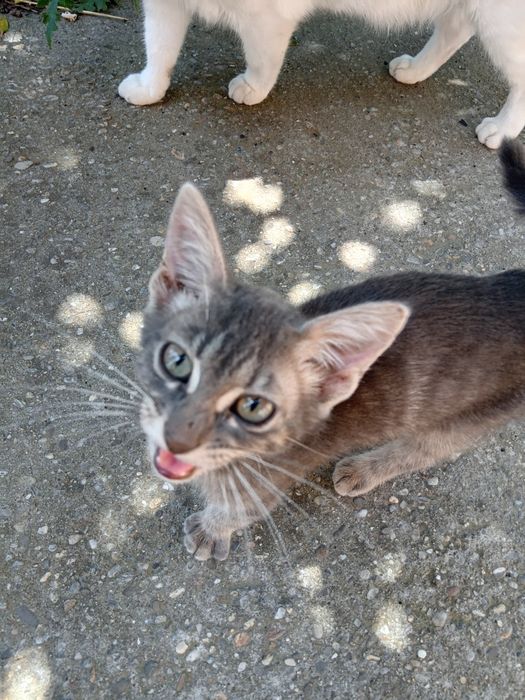 Adoptie pui pisica