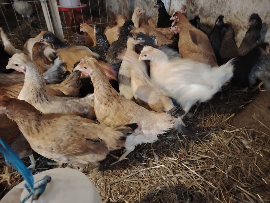 Vând puicuțe ouă verzi