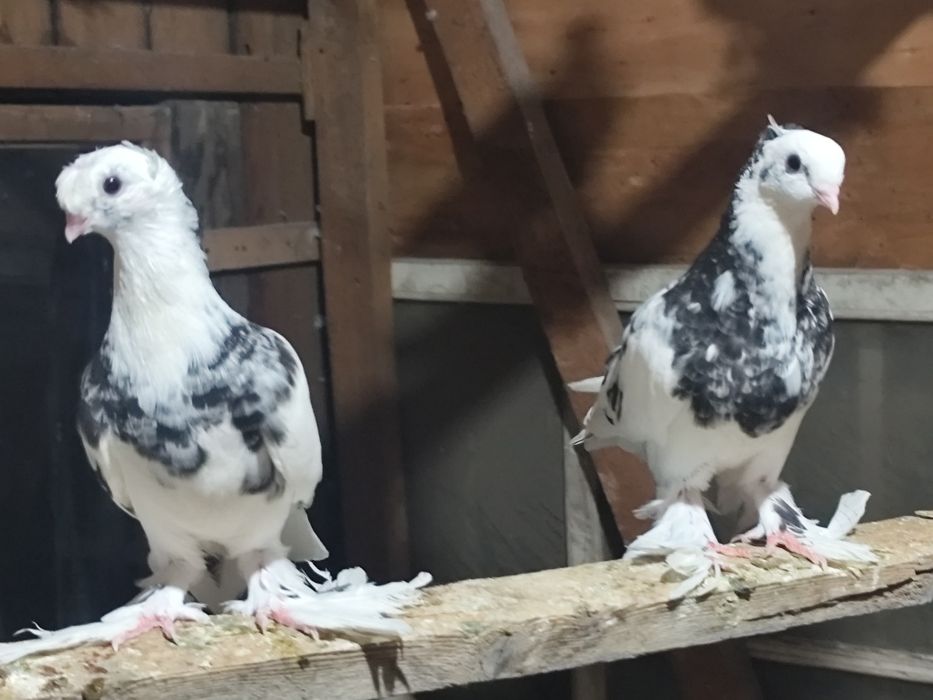 Голуби бойных игровых кровей