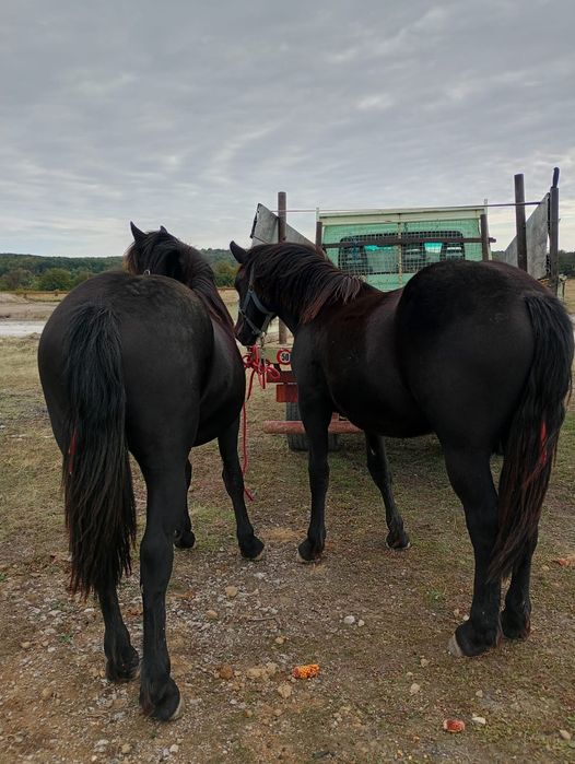 Se vând 2 mânze și 2 mânzi,cai, semigreu,