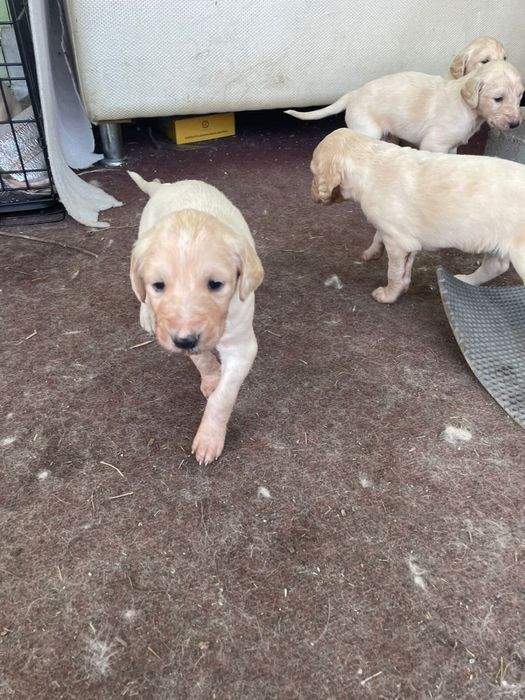 Продается щенки в Астане