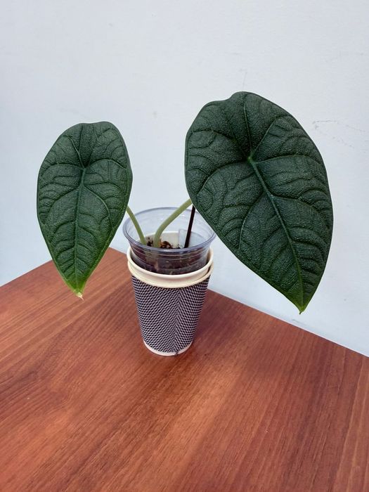 Продам Алоказию Мело