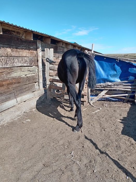 АнглоАраб және карачай  шатыс,   мінгі.