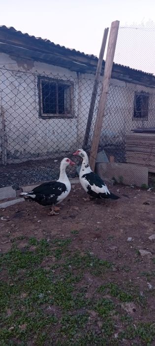 Селезни продам .