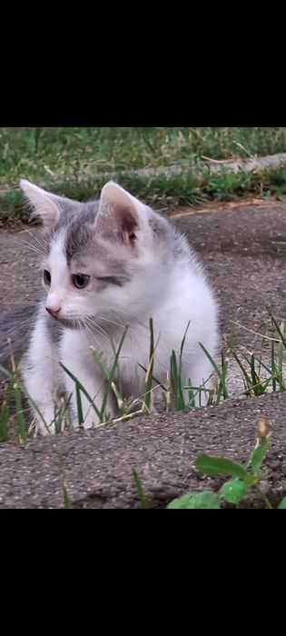Котята отдам бесплатно