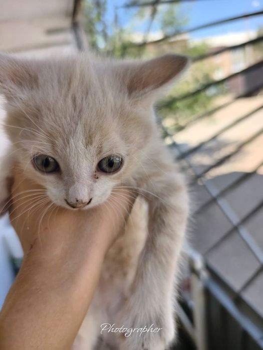Отдадим котят в добрый руки