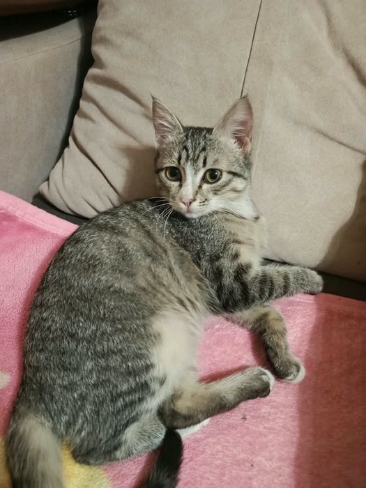 Котик в добрые руки