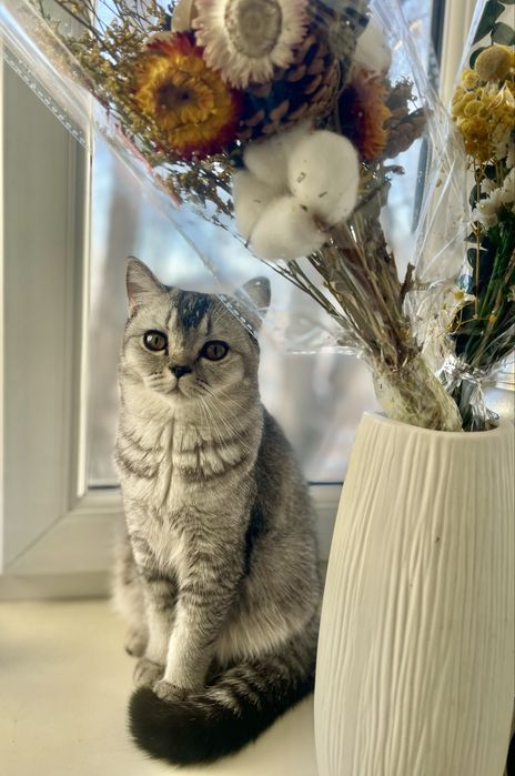 ВЯЗКА, Британская шиншилла