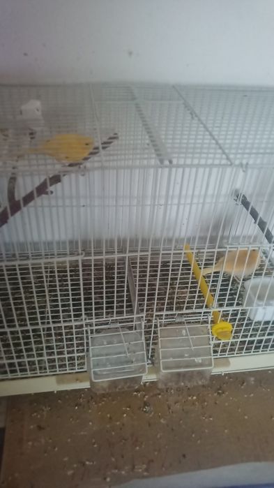 Канорейки продам