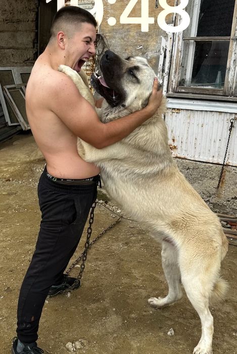 Чистокръвни кангали