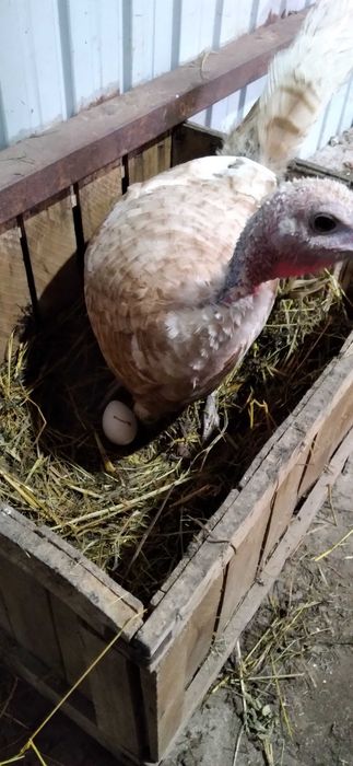 Vând ouă de curcă (fertile) pentru incubat