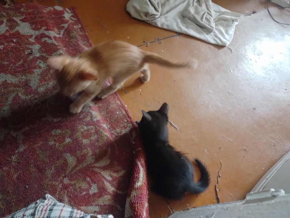 Котята Двухмесячные