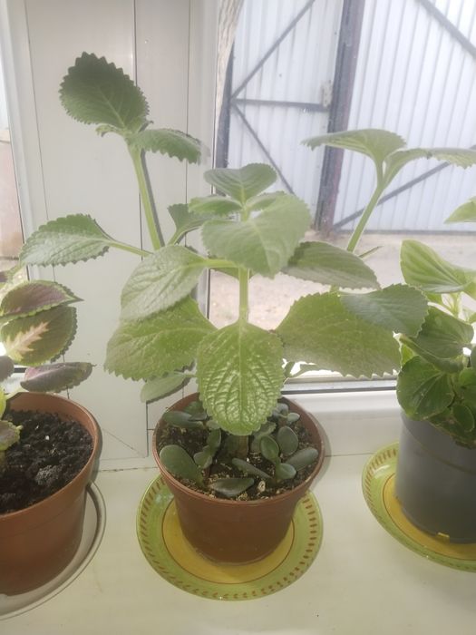 Продам цветы разные от 5000