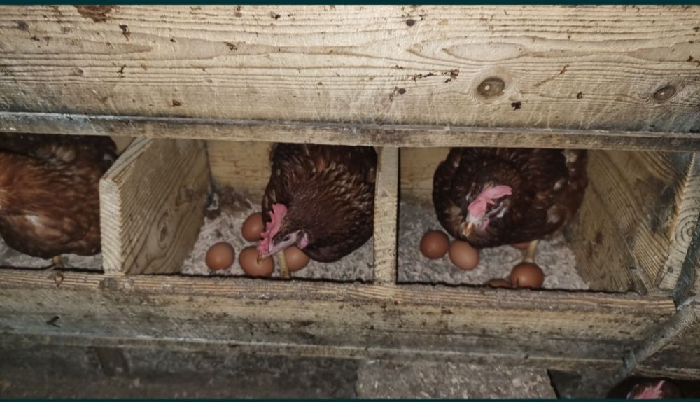 Găini tinere ouătoare în plina curba de ouat