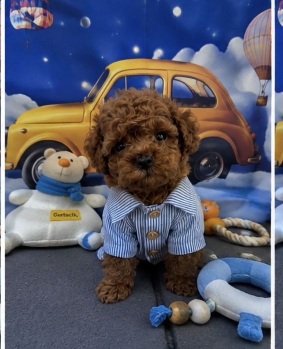 Пудел той Poodle toy с родословие  генетични тестове на родитерите Момче