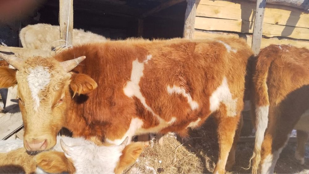 Бука сатылады срочно