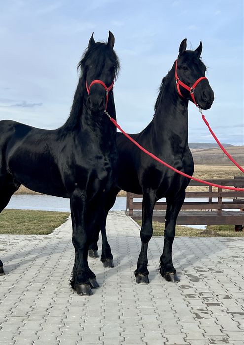 Friesieni Pereche Frizieni Echitatie Calarie