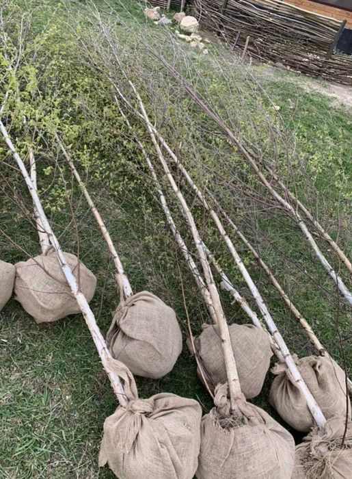 Copaci  ornamentali