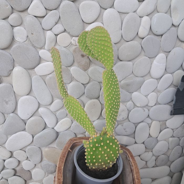 Градински флокс, стайни кактуси