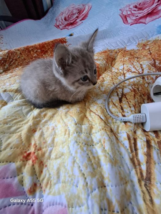 Котенок бесплатно