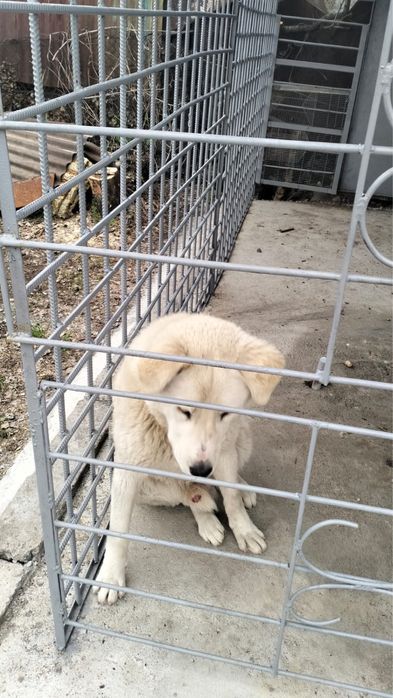 Продам щенка пародистого ТОБЕТА