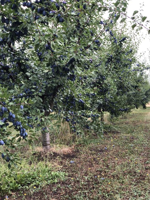 Prune Stanley dulceata, gem, tuica