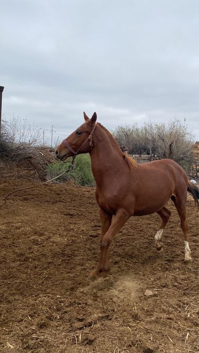 Дончак кунан сатылады