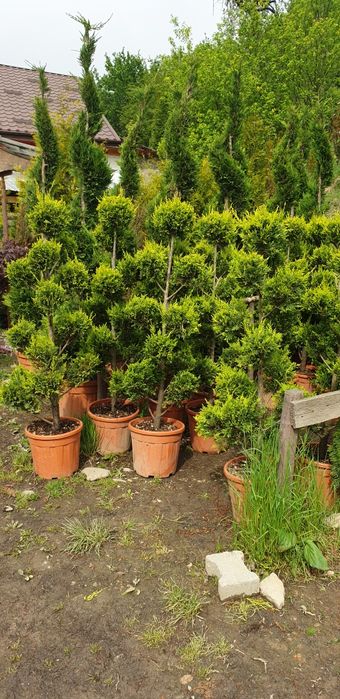 Arțar japonez Tuia smarald