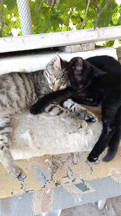 Котят в доброе руки