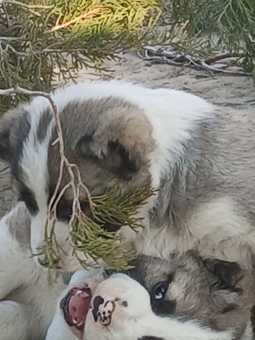 Төбет иттың күшіктеры