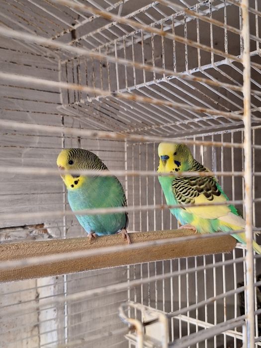 Vand o pereche de papagali  foarte frumosi