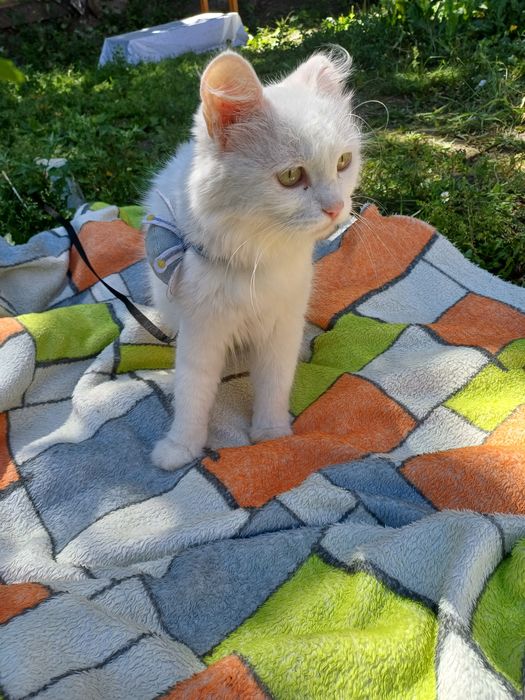 Хранительница уюта кошечка Беляшка для  вашего дома (девочка)