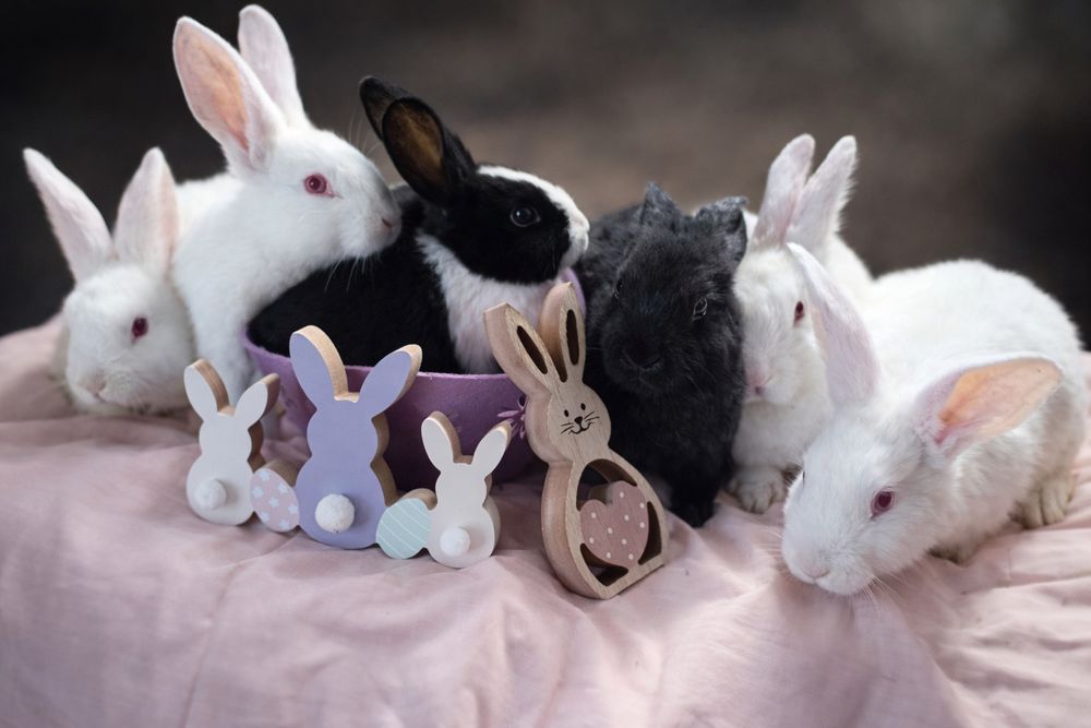 Iepuri pui , maturi diferite rase și vârste