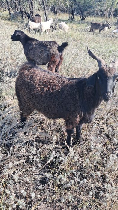 Продам коз город Павлодар