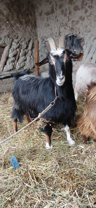 Она ечки 3 корин бугоз