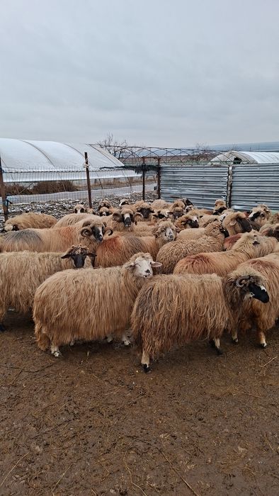 Vand 40 de oi tinere