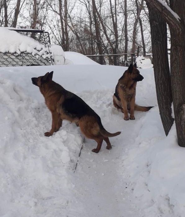 Немецкая овчарка щенки