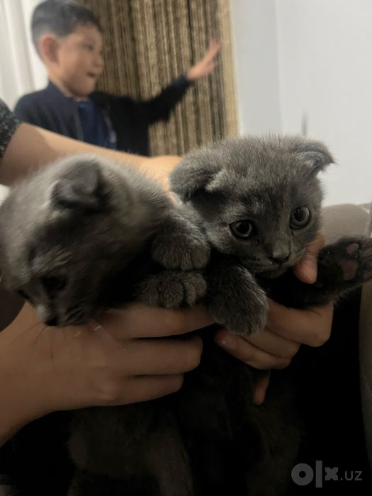 Шотландский кошки