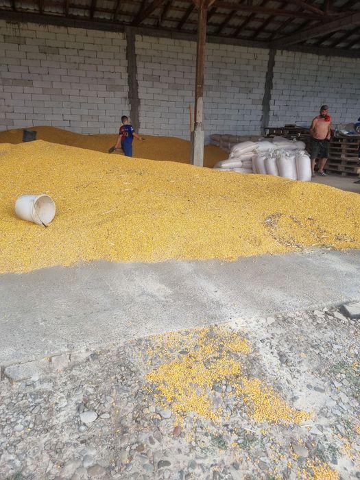 Porumb boabe recolta 2025