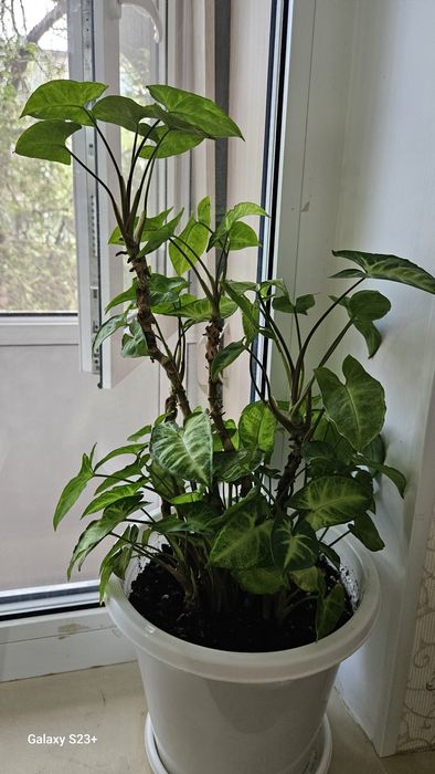 Үй гүлдерін сатамын 5 мыңнан