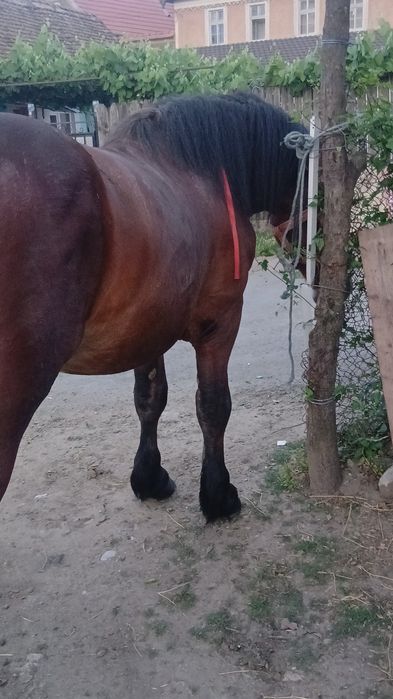 Armăsar de montă fac si deplasari