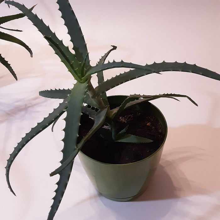 Комнатные цветы - алое лечебное