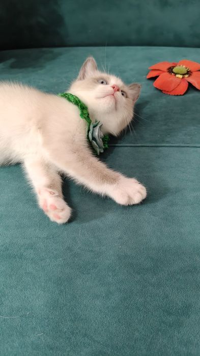 Котёнок породистый