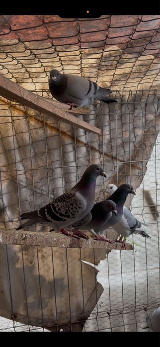 Vând porumbei voiajori