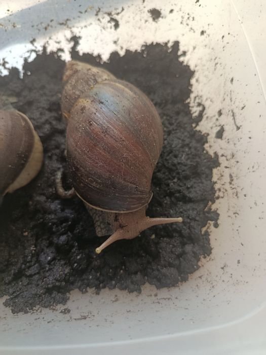 Продам улиток ахатин