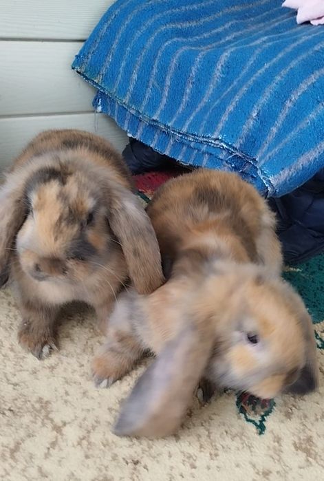 Продажа. Французские бараны.